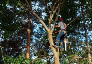 Tree Removal