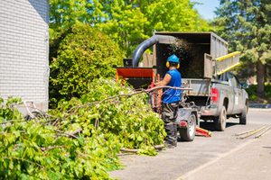 tree removal
